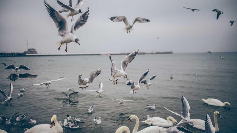 What Is The 11Xplay Customer Care Number India?